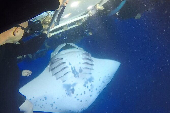 small-group-manta-ray-moonlight-snorkel-from-kona
