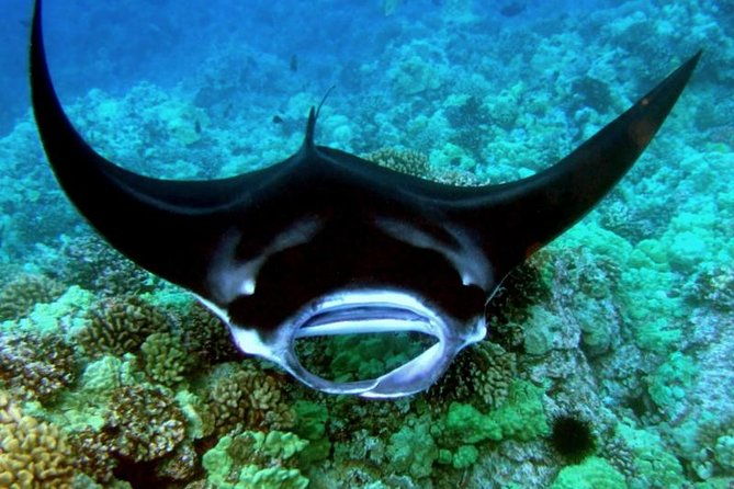 small-group-manta-ray-moonlight-snorkel-from-kona
