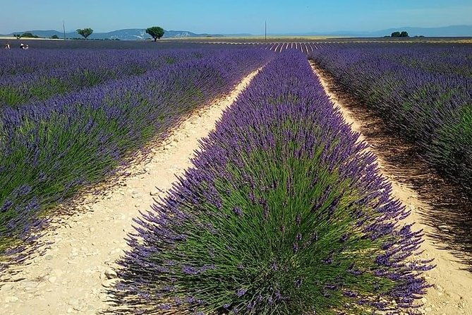small-group-marseille-shore-excursion-lavender-tour-2