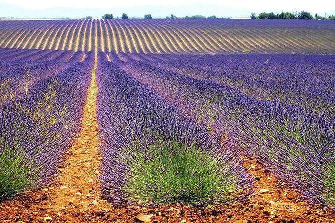 small-group-marseille-shore-excursion-lavender-tour