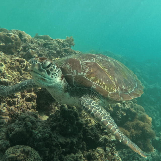 small-group-moalboal-and-badians-ultimate-adventure-tour
