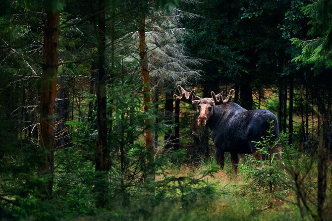 small-group-moose-wild-safari-from-rovaniemi