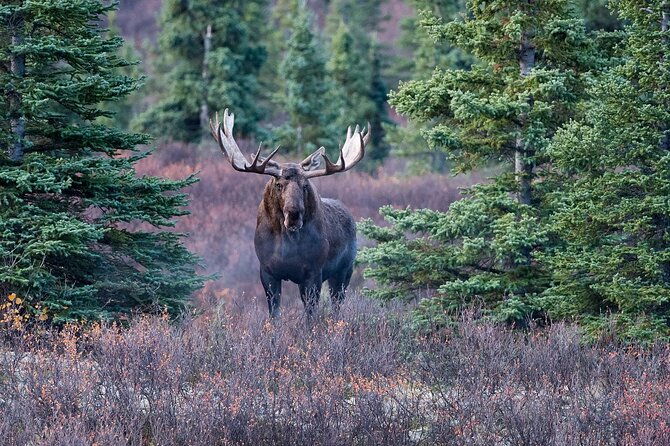 small-group-moose-wild-safari-from-rovaniemi