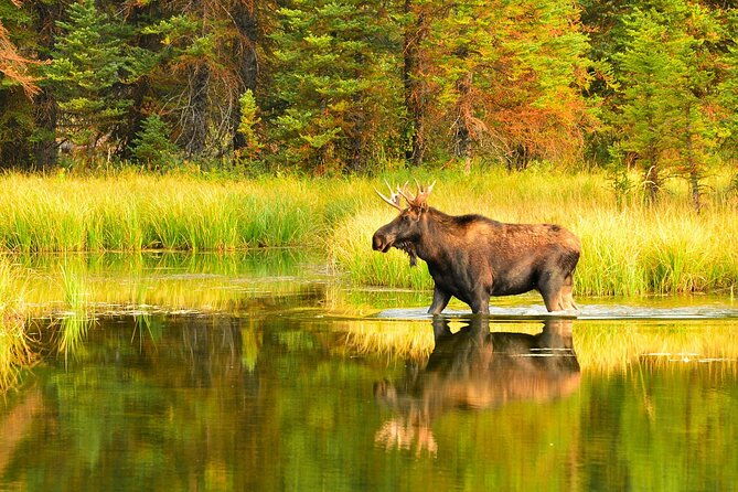 small-group-moose-wild-safari-from-rovaniemi