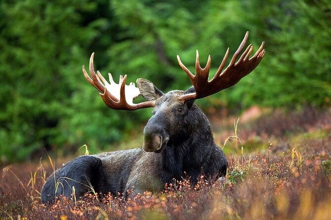 small-group-moose-wild-safari-from-rovaniemi