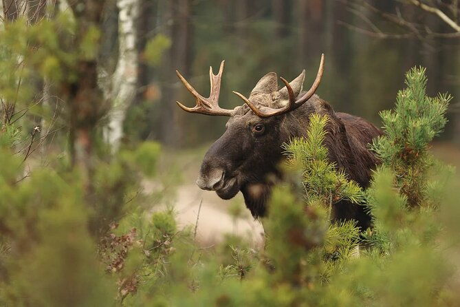 small-group-moose-wild-safari-from-rovaniemi