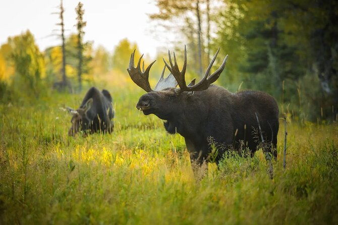 small-group-moose-wild-safari-from-rovaniemi