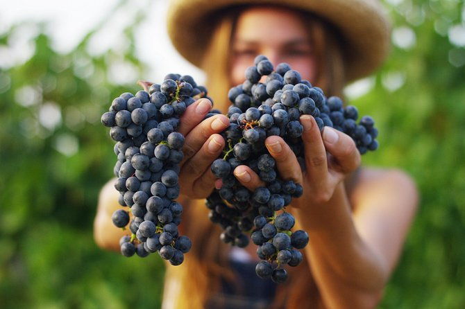 small-group-napa-valley-tour-for-wine-lovers