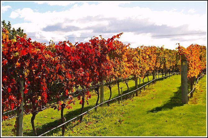 Small group - Napier, Wine and Beer Tour - 5.0 - 5.5 hours - Conclusions: Why Choose This Tour?