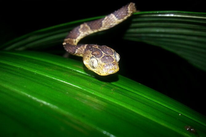 small-group-night-walking-tour-in-monteverde