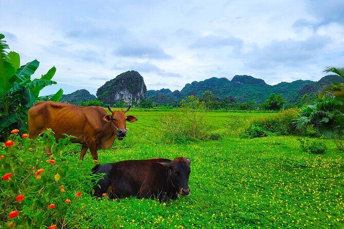 Small Group of 11 Discover Ninh Binh: Hoa Lu, Tam Coc, Mua Caves - Frequently Asked Questions