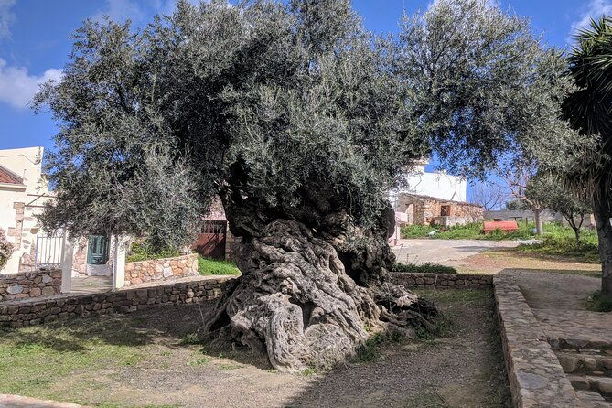 small-group-olive-oil-and-wine-tour-with-light-lunch