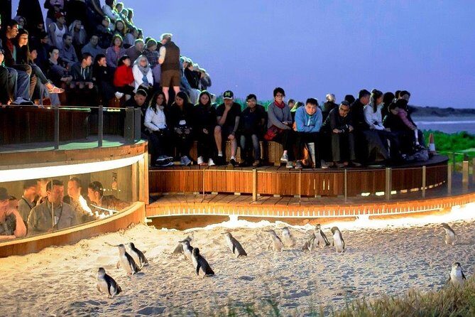 Small-Group Phillip Island Afternoon Day Trip from Melbourne - Final Thoughts: Who Will Love This Tour?