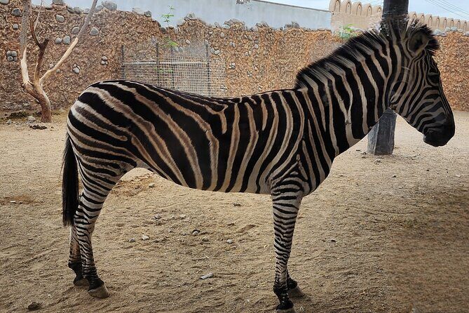 Small Group Safari World with Sunset in Wahiba Desert Tour - Who Should Consider This Tour?  