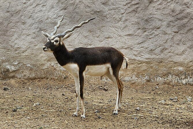 Small Group Safari World with Sunset in Wahiba Desert Tour - Final Thoughts