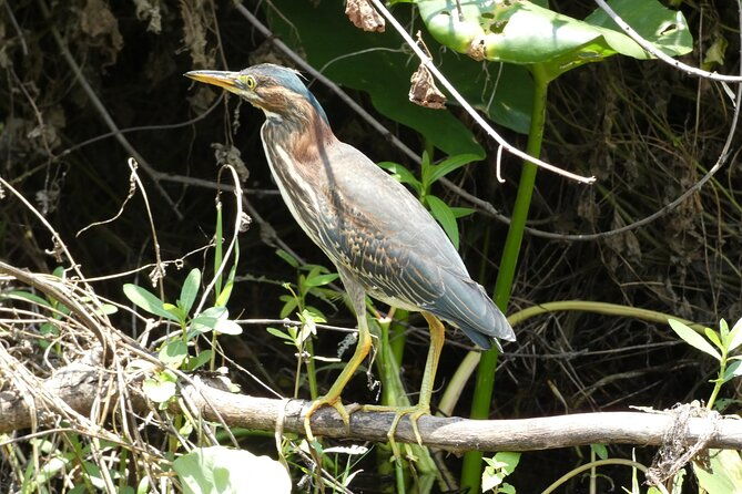 small-group-scenic-wekiva-river-kayak-tour-near-orlando