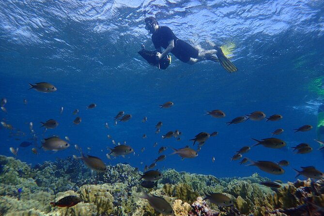 small-group-sea-scooters-snorkel-at-mangel-halto-beach-in-aruba