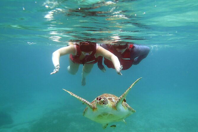 small-group-sea-turtle-tour-guaranteed-to-see-turtles