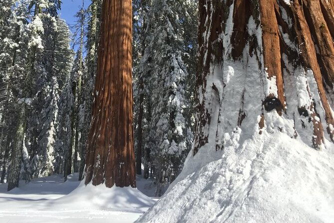 small-group-sequoia-tour-from-wuksachi-lodge-with-lunch