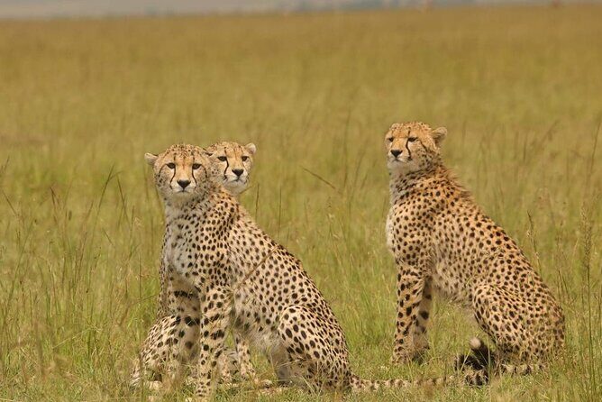 Small Group Serengeti and Ngorongoro Crater Adventure Safari - Final Thoughts: Who Will Love This Safari?