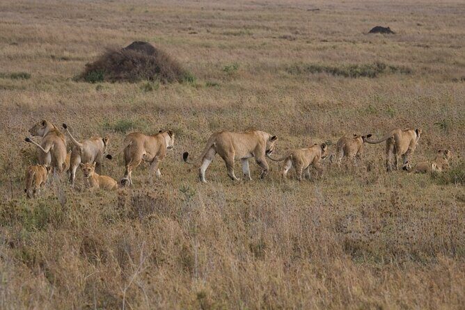 Small Group Serengeti and Ngorongoro Crater Adventure Safari - FAQ