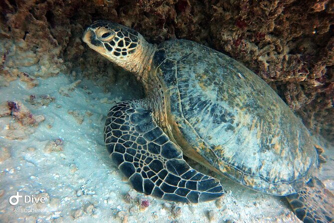 small-group-shallow-reef-dive-in-oahu