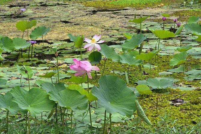 Small Group Shared Tahiti Circle Island Waterfalls and Views - Final Thoughts