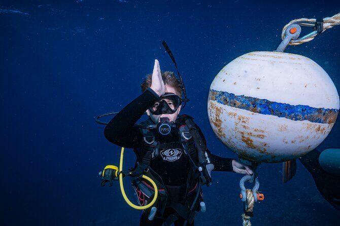 Small-Group Shark and Turtle Dive for Certified Divers - Small-Group Shark and Turtle Dive for Certified Divers: An Honest Review