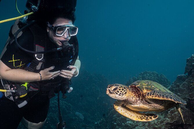 Small-Group Shark and Turtle Dive for Certified Divers - Practical Details and Tips