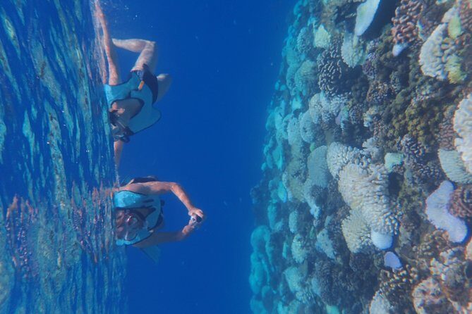 Small group snorkeling (5 people max): Turtles at 7:30am - What to Prepare for and Consider