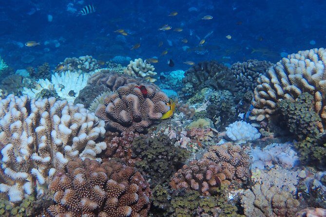 Small group snorkeling (5 people max): Turtles at 7:30am - Authentic Experiences and Guest Impressions