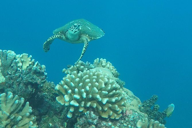 Small group snorkeling (5 people max): Turtles at 7:30am - The Sum Up