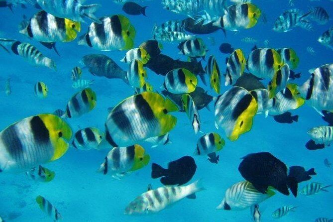 Small group snorkeling (5 people max): wrecks & tropical fishes at 1:00pm - Introduction