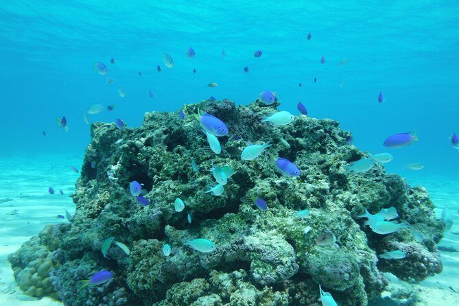 Small group snorkeling (5 people max): wrecks & tropical fishes at 1:00pm - FAQ