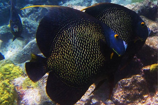 small-group-snorkeling-at-mangel-halto-aruba