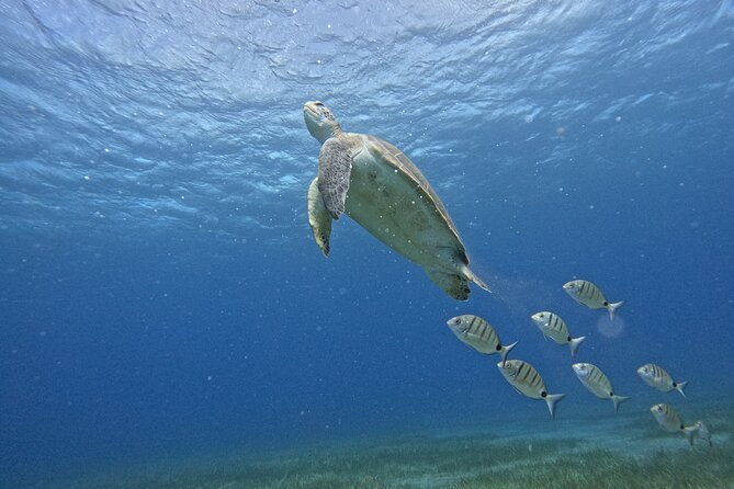 small-group-snorkeling-in-abades-bay-with-licensed-guide