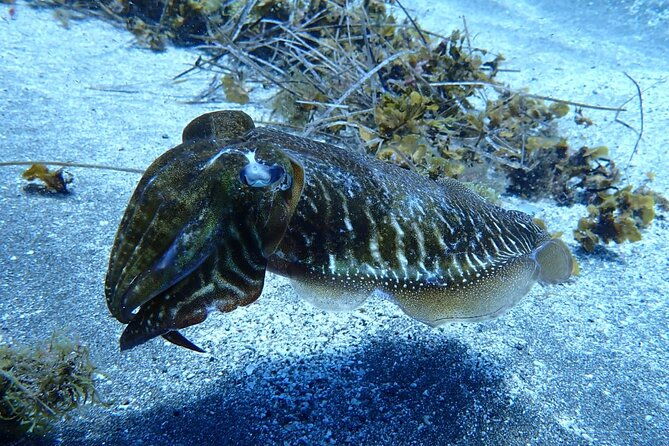 small-group-snorkeling-in-abades-bay-with-licensed-guide