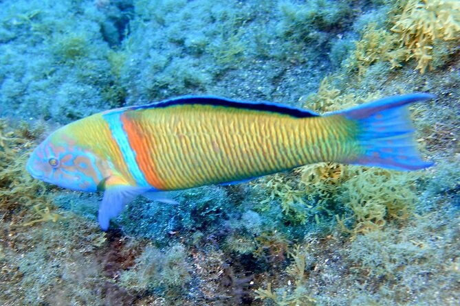 small-group-snorkeling-in-abades-bay-with-licensed-guide