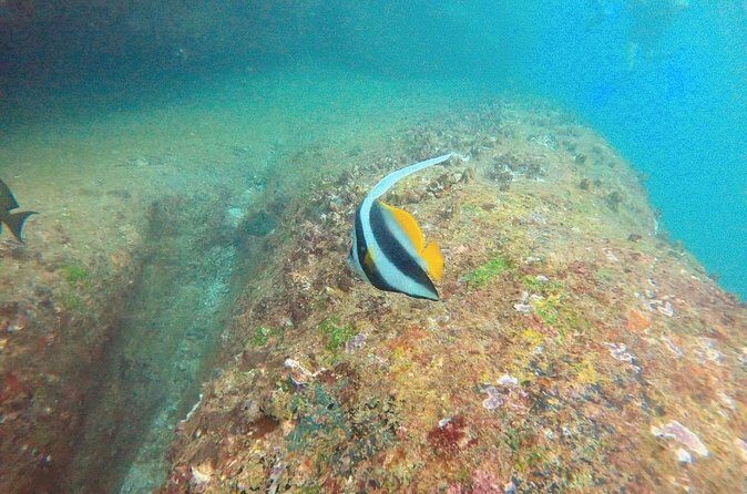 Small Group Snorkeling in Hikkaduwa - Practical Tips for Participants