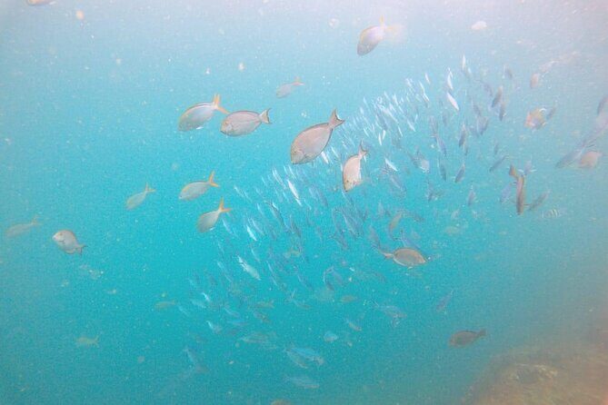 Small Group Snorkeling in Hikkaduwa - FAQ