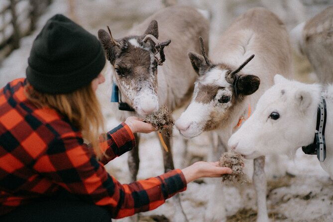 small-group-snowshoeing-and-reindeer-farm-visit
