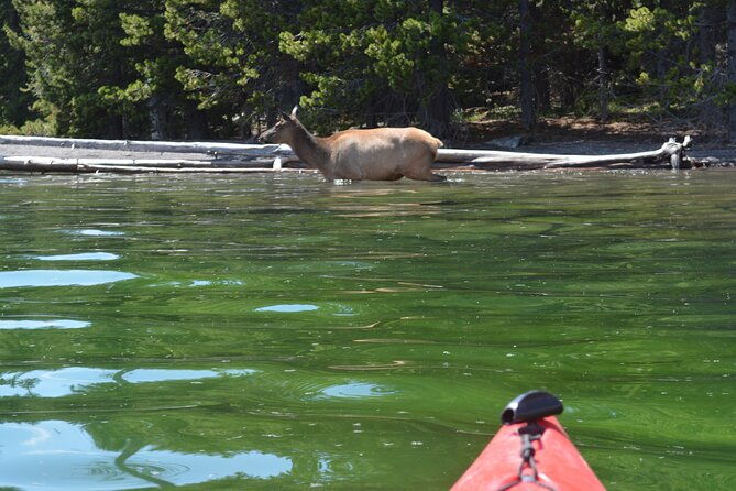 small-group-sunset-kayaking-tour-on-lake-yellowstone