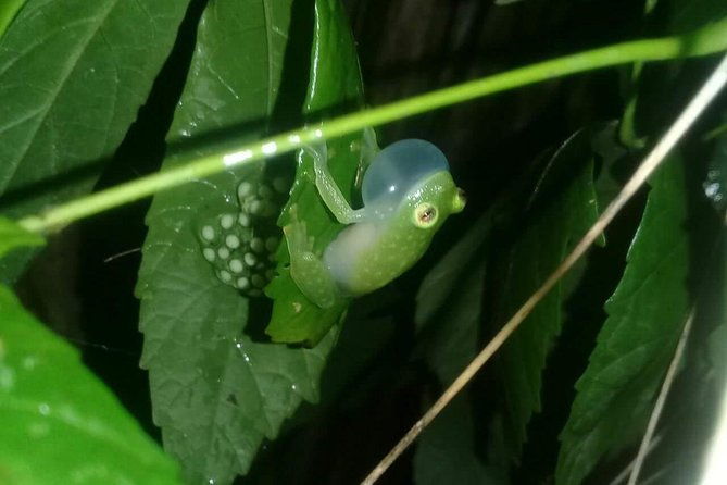 small-group-tortuguero-national-park-night-walk-in-costa-rica