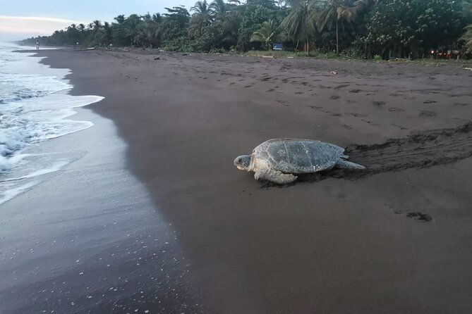 small-group-tortuguero-turtle-nesting-tour
