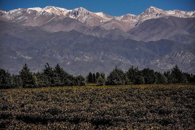 small-group-tour-3-wineries-in-lujan-de-cuyo-or-maipu-with-lunch