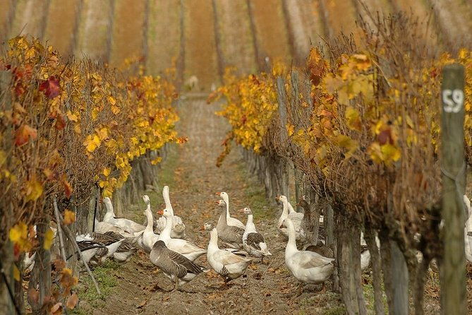 small-group-tour-at-matetic-vineyard-in-rosario-valley-from-santiago