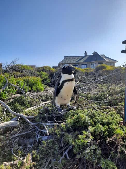 Small Group tour; Cape of Good Hope & Penguins - Exploring the Cape of Good Hope & Penguins: An Insider’s Look