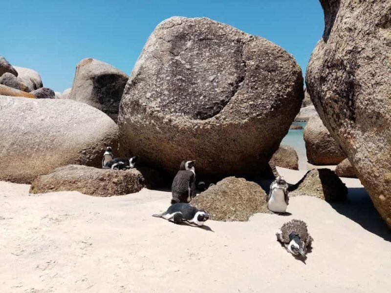 Small Group tour; Cape of Good Hope & Penguins - FAQ
