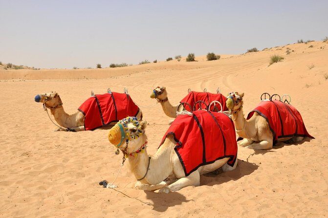 Small-Group Tour: Falcon 2Dubai Falconry Safari - Key Points