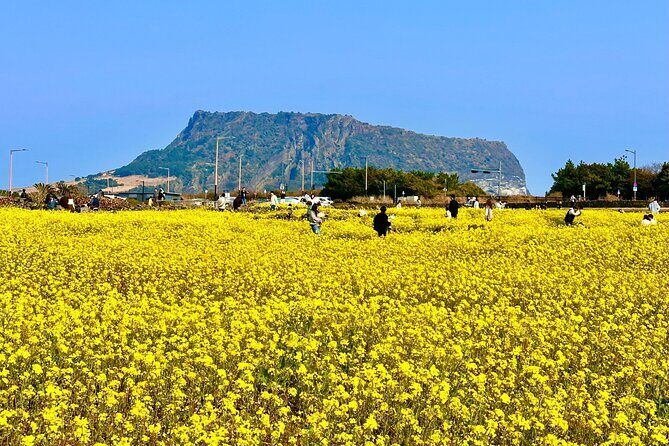 Small Group Tour for Jeju Autumn Snoopy Garden and Tangerine Cafe - Transportation, Timing, and Group Size